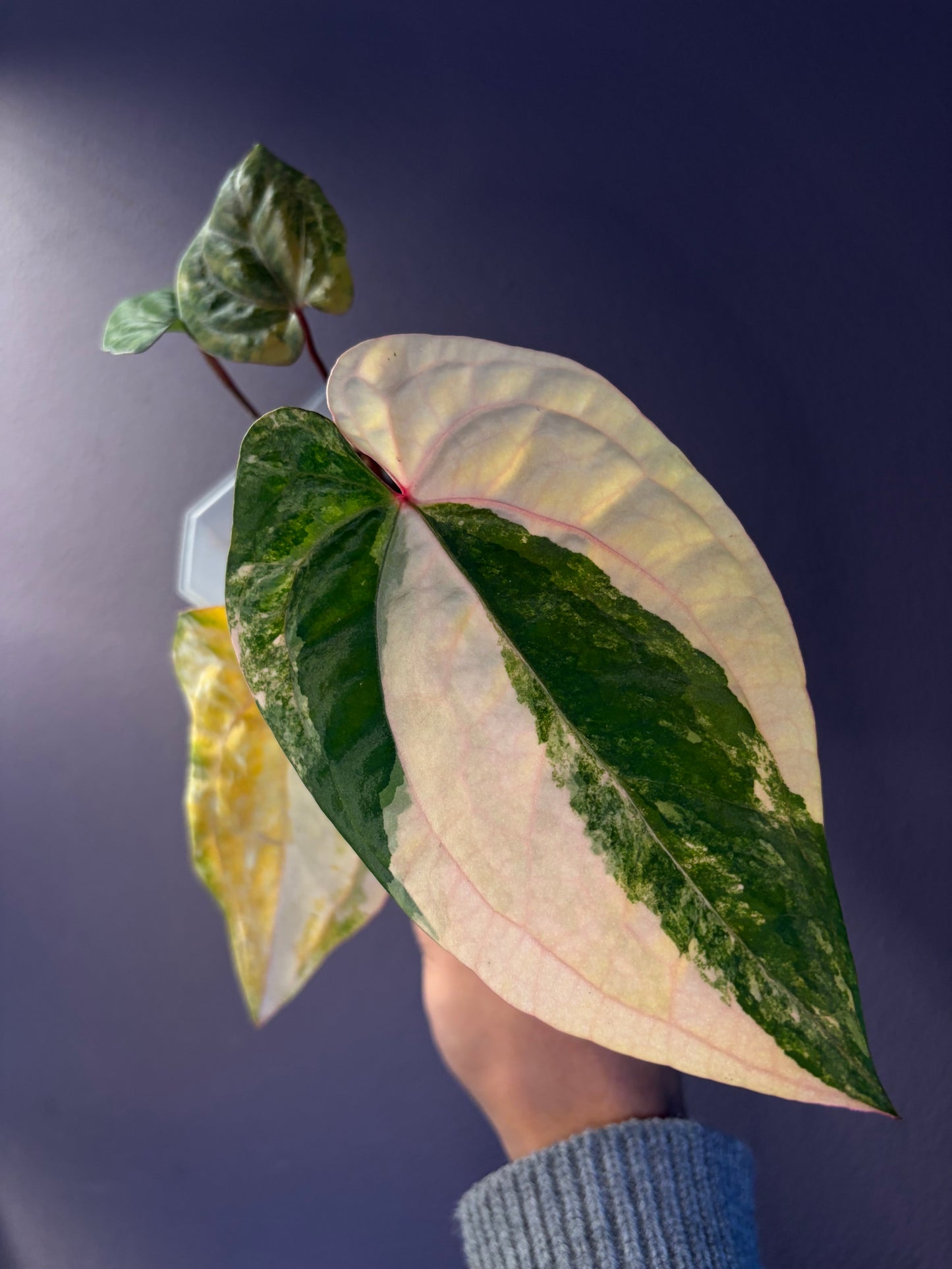 Anthurium ‘Red Vein Dark Phoenix (RVDP)’ variegata — Siam Flora clone