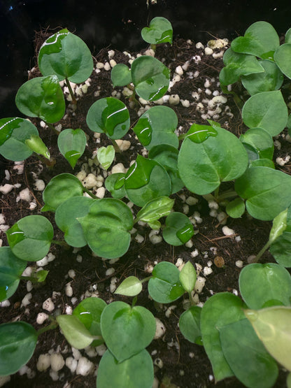 Seedling: 'Silver boogie' × 'Michelle'