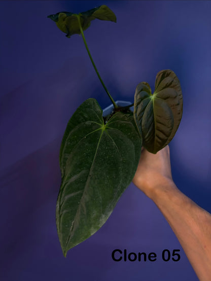 Anthurium papillilaminum RA6 - clone