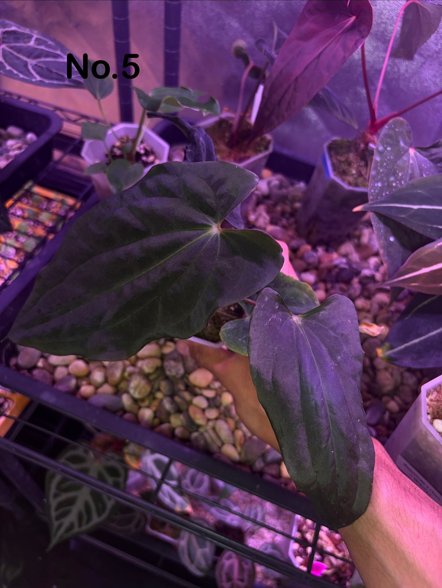 Anthurium ‘BVEP’/antolakii [Tezula] × self