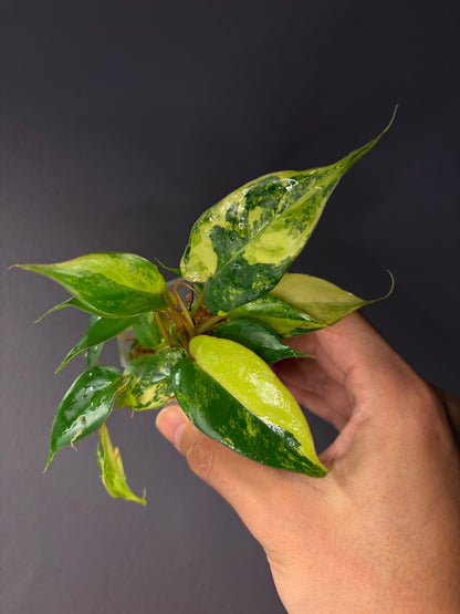 Philodendron ‘Jennifer’ variegata (Billietiae var. x Florida beauty)