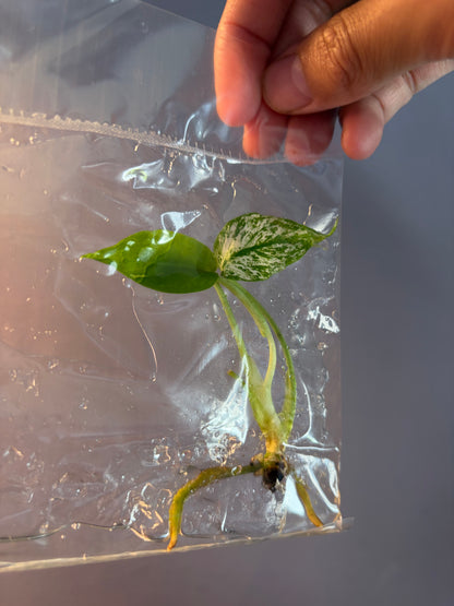 Monstera Devil - TC bag