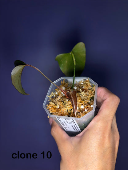 anthurium black care Anthurium 'Black Sweet' SF2 – Secret Foliage