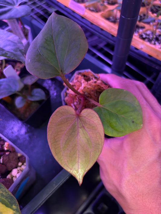 Anthurium King of Spades HU 'Golden'