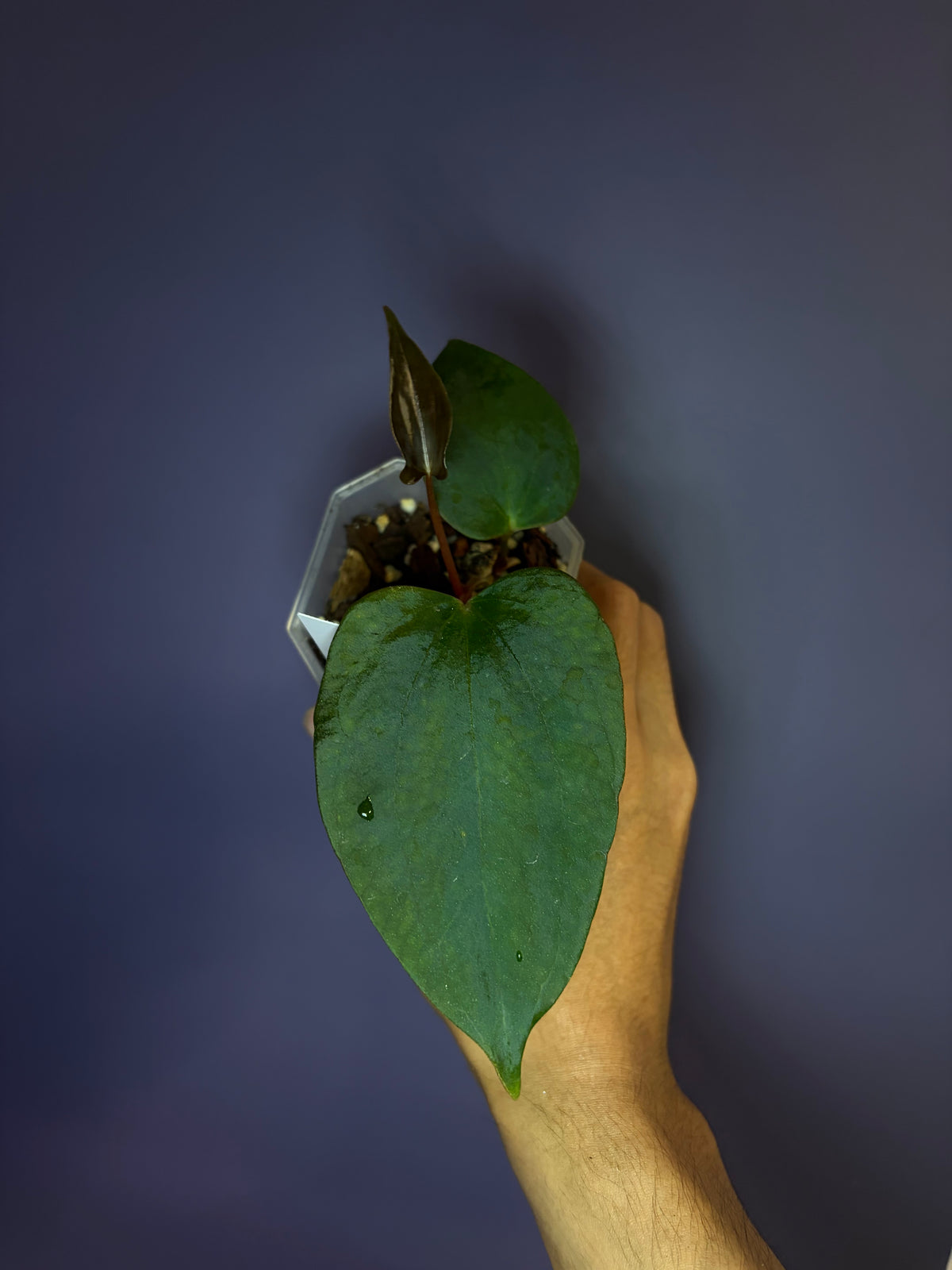 Anthurium Sp. Nov ‘DF’