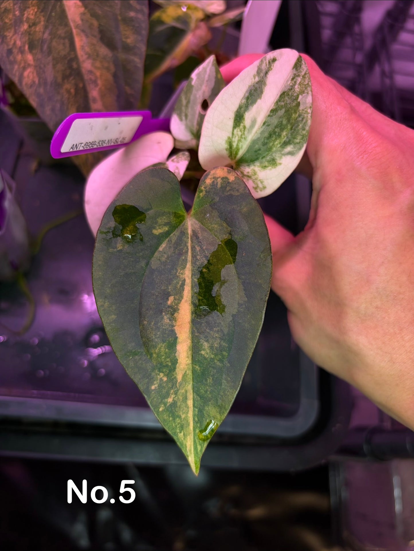 Anthurium papillilaminum var. × ‘BVEP’ [Tezula]