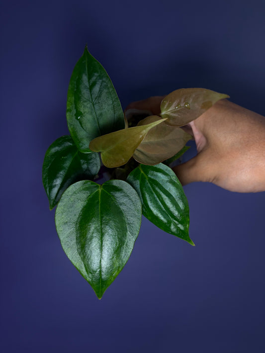 Anthurium portillae ‘NSE’ × ‘Indo portillae’