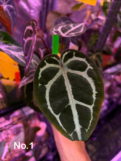 Anthurium Besseae aff x ‘Wonderboy A’