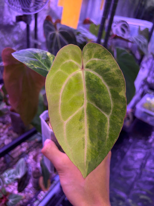 Anthurium papillilaminum var. × carlablackiae
