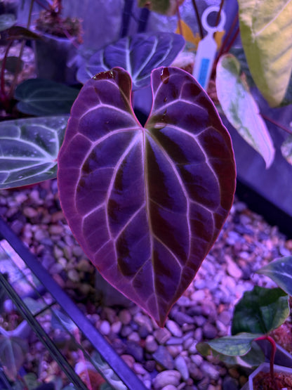 Anthurium besseae aff. #6