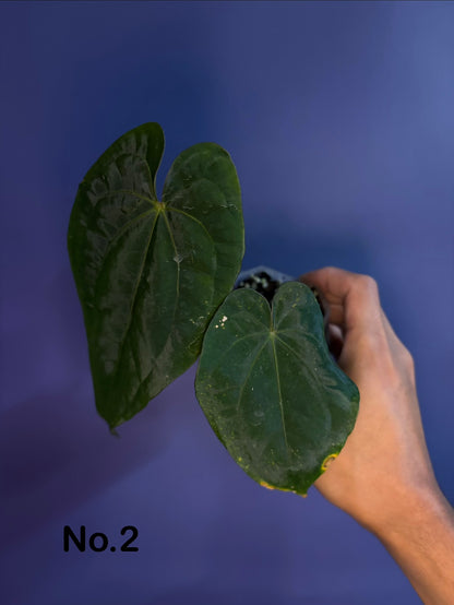 Anthurium dressleri RG × ‘Red Vein Dark Phoenix (RVDP)’