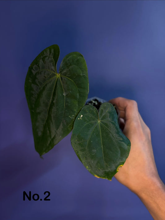 Anthurium dressleri RG × ‘Red Vein Dark Phoenix (RVDP)’