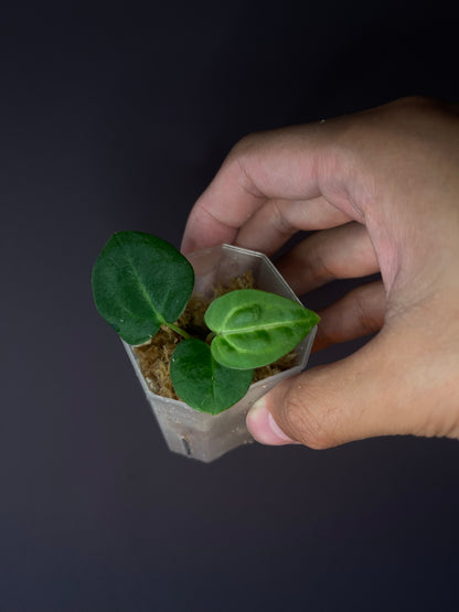 Anthurium carlablackiae [Scott × TS3]