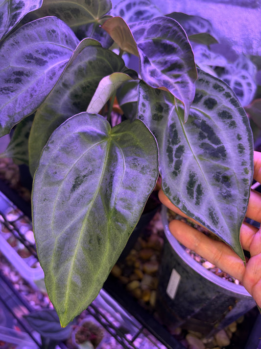 Anthurium ‘Super silver’ hybrid