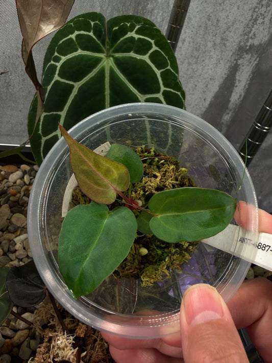 Carlablackiae TS3 x (Black widow x Red velvet cake) seedling