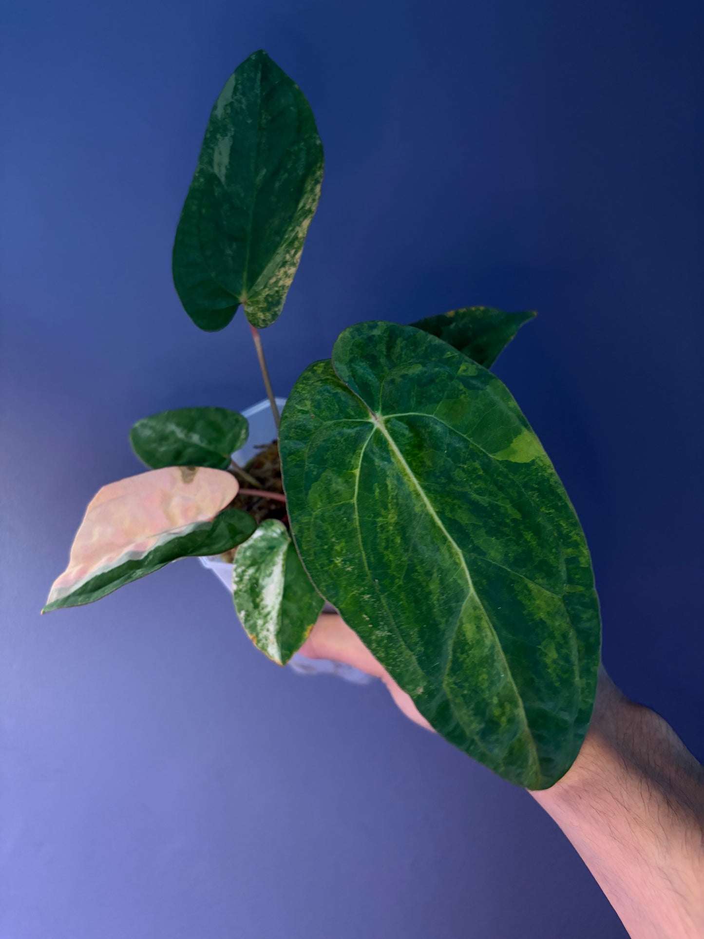 Anthurium papillilaminum var. × ‘Twin Phoenix’