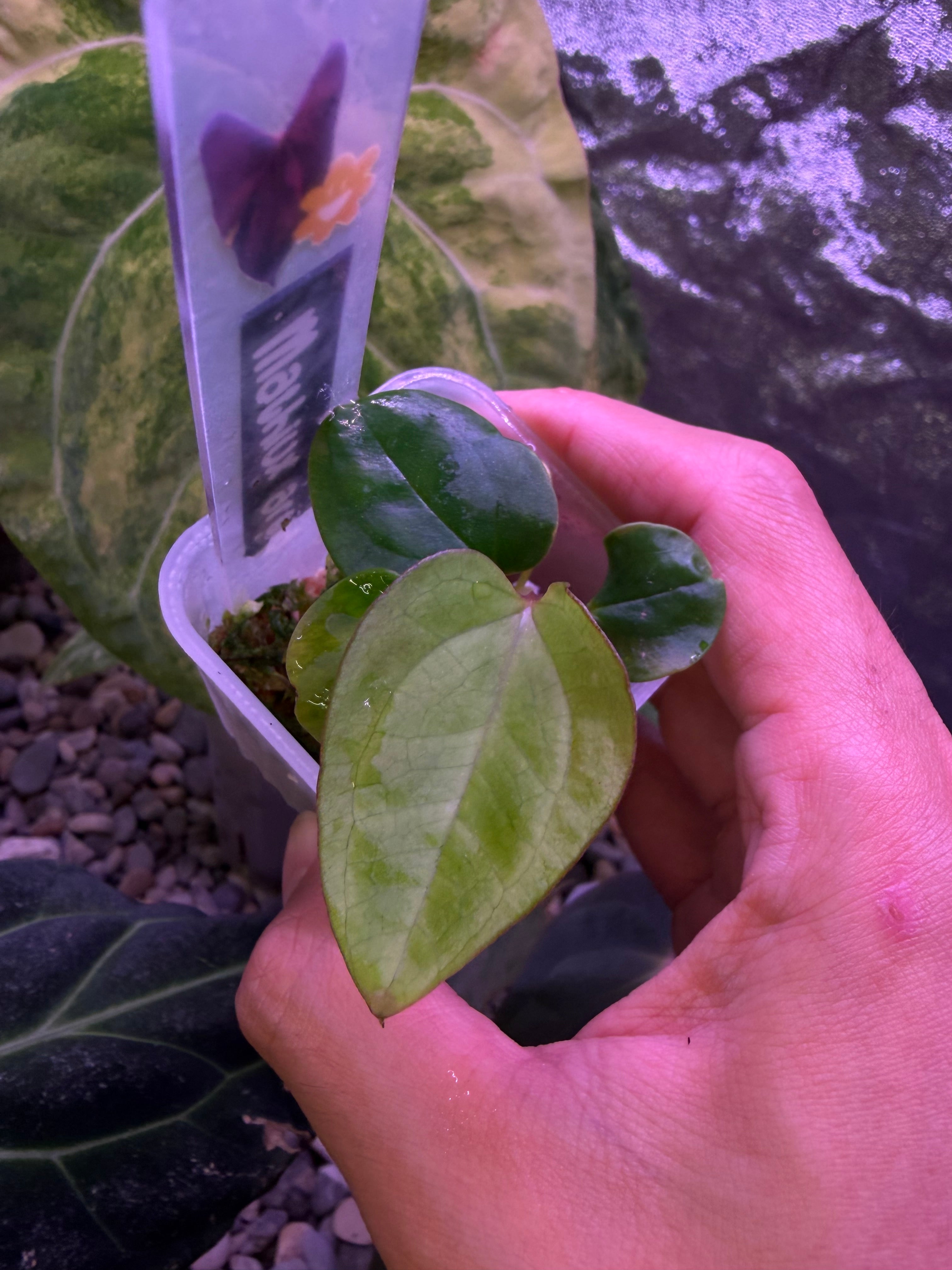 Anthurium (RL x FS) 'Rouge' x self – Secret Foliage