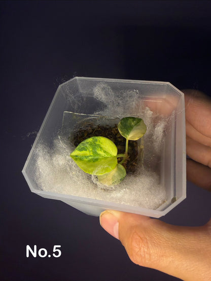 Anthurium papillilaminum var. × (‘Red Crystallinum’ [Tezula] × ‘Zara’)