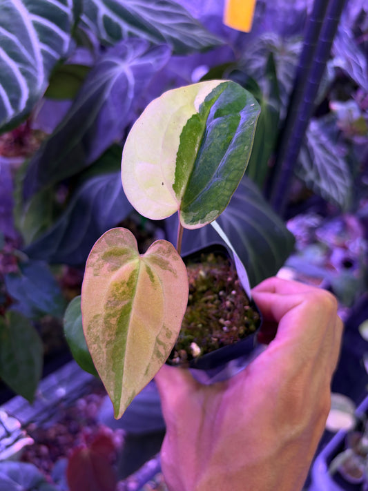 Anthurium ‘Rusty Long’ × ‘ace of spades (AOS)’