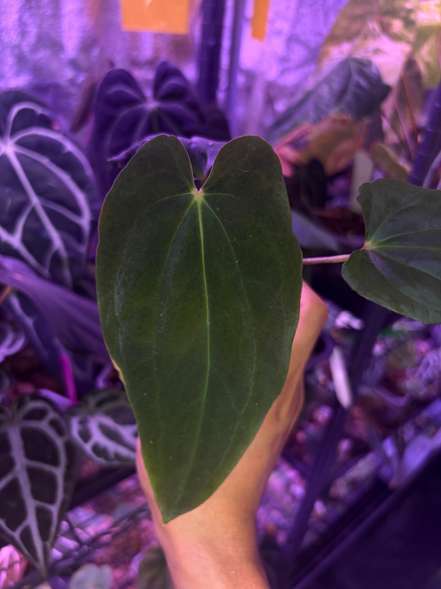 Anthurium ‘BVEP’/antolakii [Tezula] × self