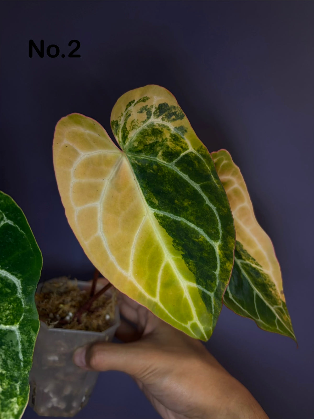 Anthurium crystallinum variegata - clone