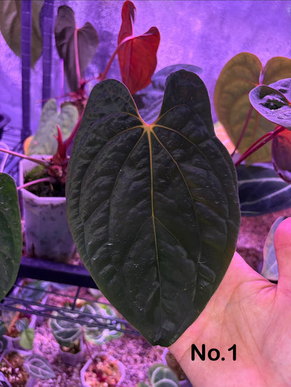 Anthurium ‘Red Vein Dark Phoenix’ × dressleri ‘Rio Guanche’