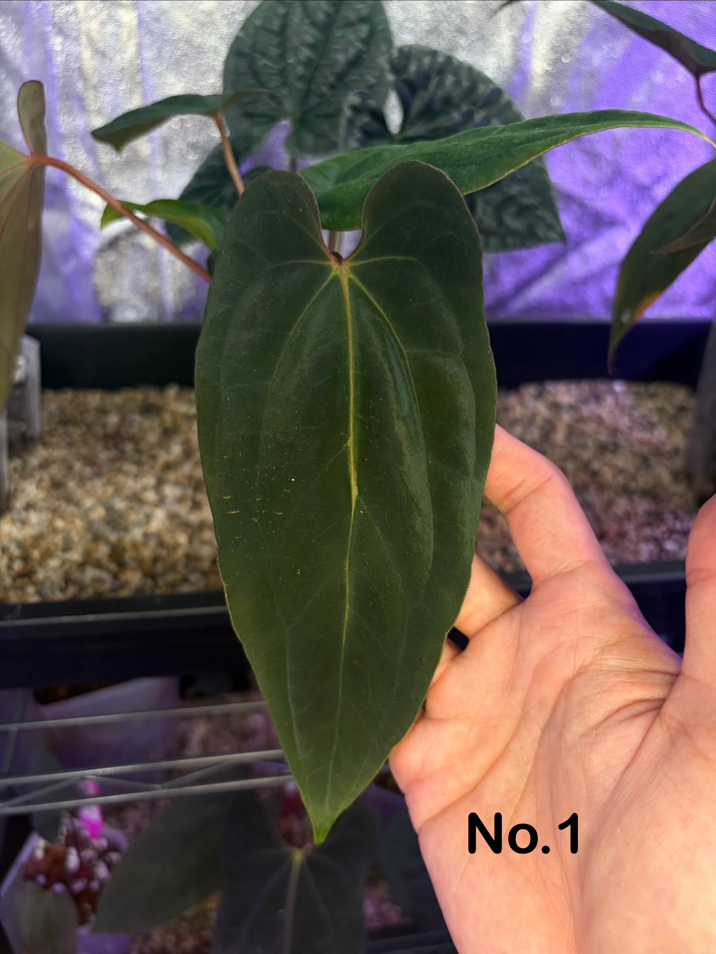 Anthurium (‘Midnight Velvet’ × Papillilaminum) × Antolakii (Tezula)