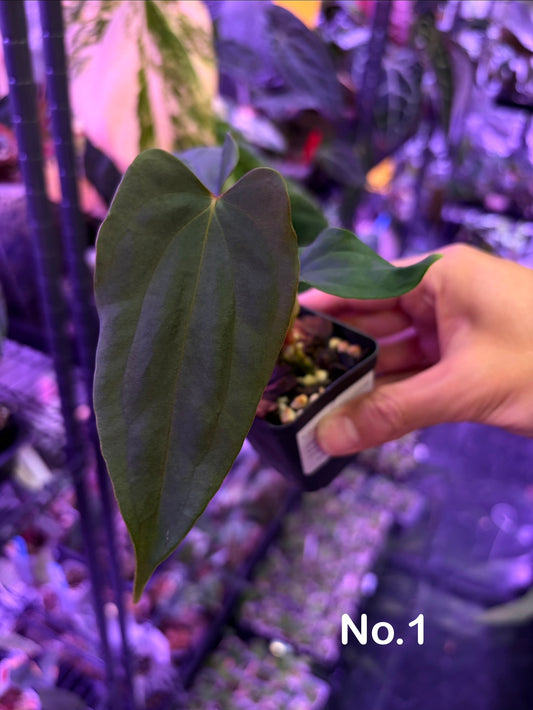 Anthurium BVEP (OG1 × RA1)