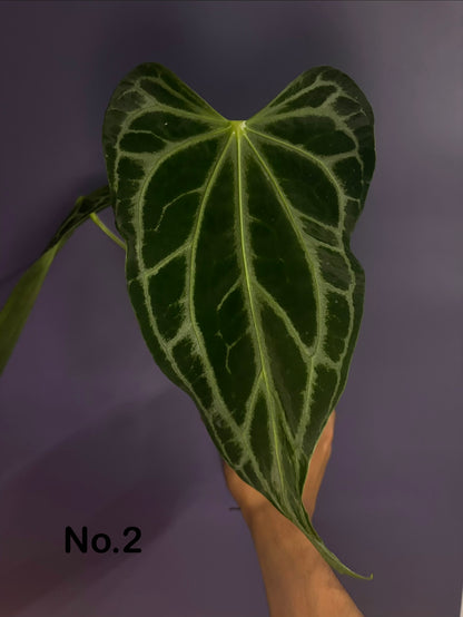 Anthurium Crystallinum ‘FTG’ × self - selected