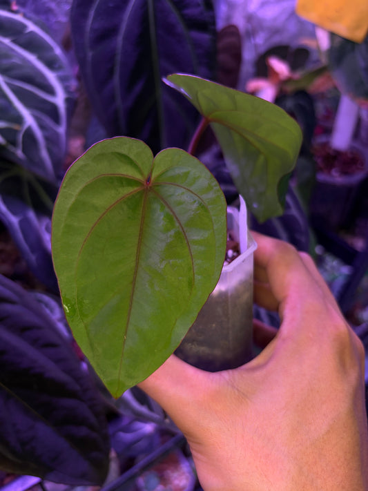 Anthurium ‘Red Vein Dark Phoenix (RVDP)’ × dressleri RG