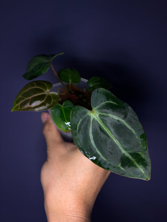 Anthurium carlablackiae (RA5×RA10) × self