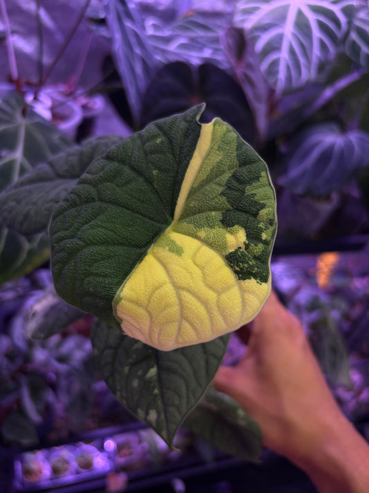 Alocasia Melo variegata