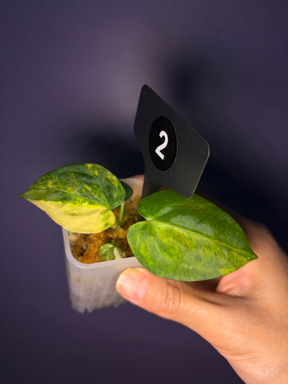 Anthurium papillilaminum var. × ‘Black cherry’