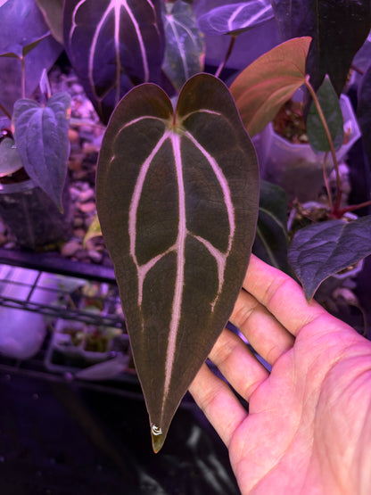 Anthurium carlablackiae (selected)