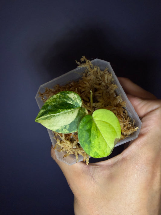 Anthurium forgetii ‘Australia’ var. × ‘Ace of Spades’ (dark form)