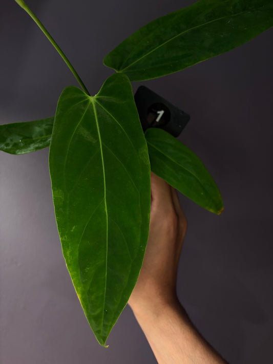 Anthurium warocqueanum × papillilaminum ‘Ralph Lynam’