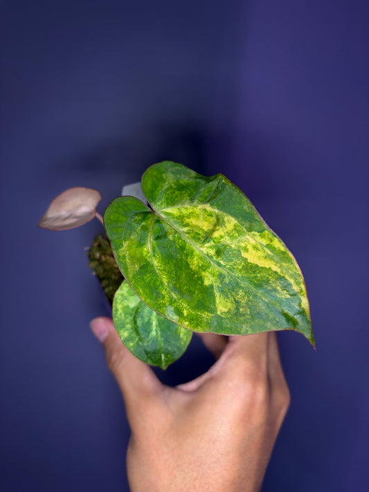 Anthurium ‘Rusty Long’ × ‘ace of spades (AOS)’