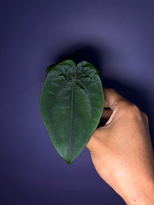Anthurium dressleri RG × ‘Panamama 3.0’