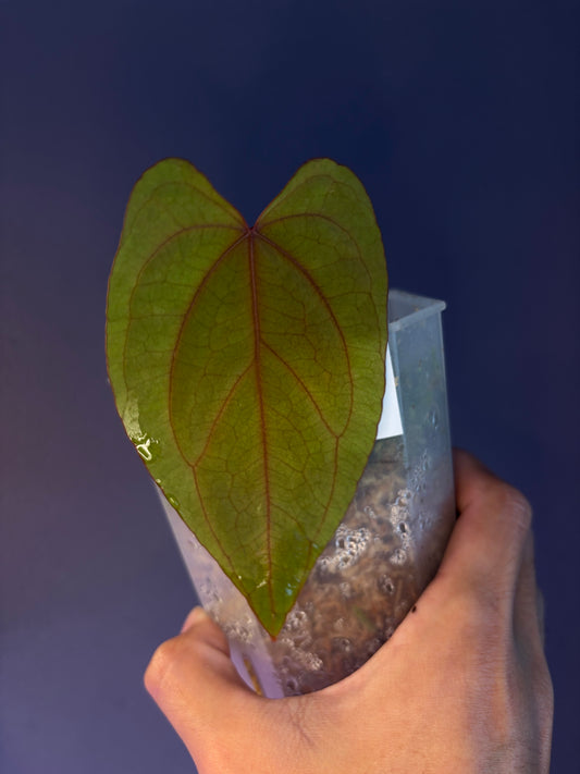 Anthurium dressleri RG × ‘Red Vein Dark Phoenix (RVDP)’