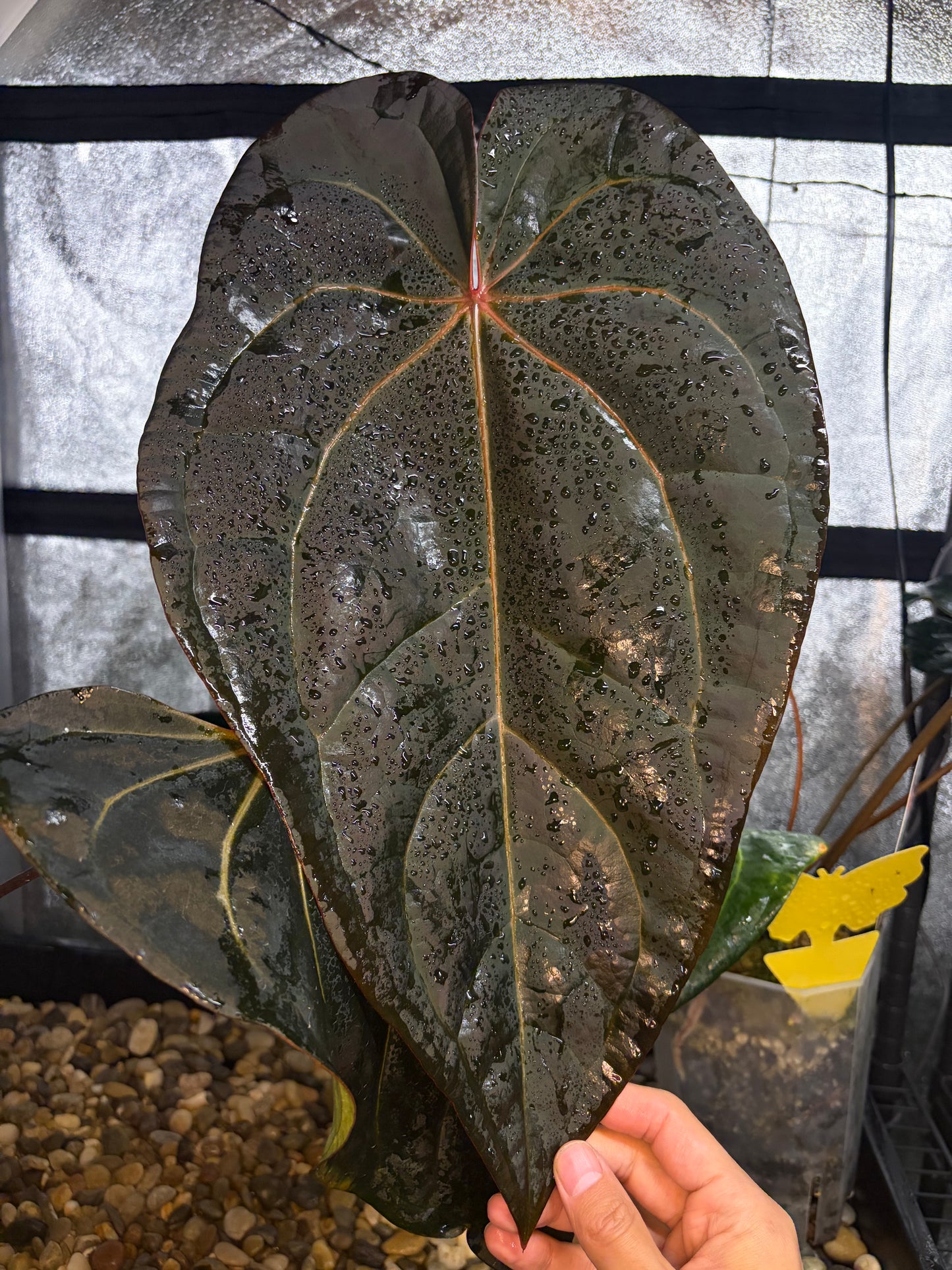 anthurium red velvet Anthurium Dark & handsome × Red velvet cake #1 – Secret Foliage