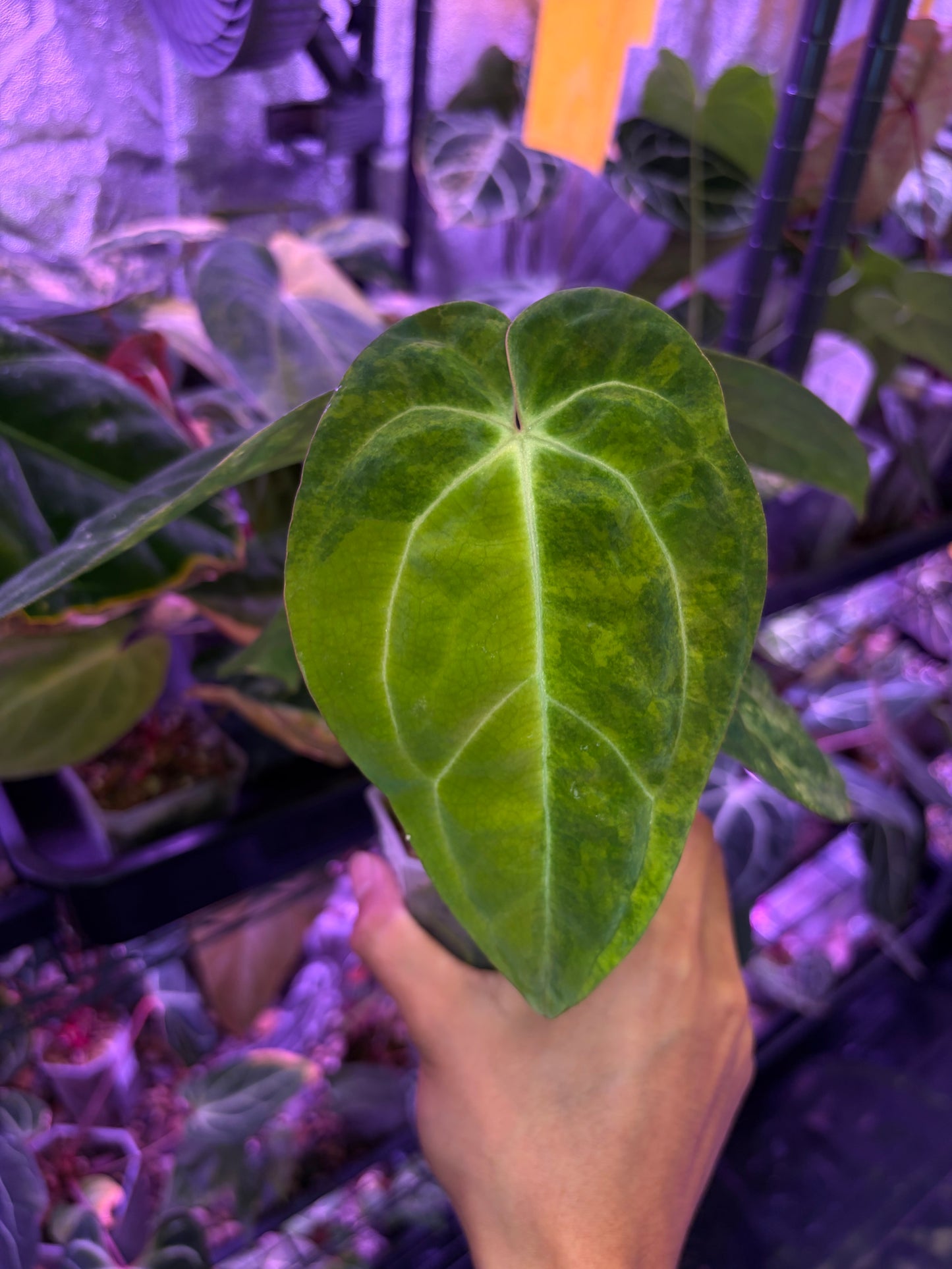 Anthurium papillilaminum var. × carlablackiae