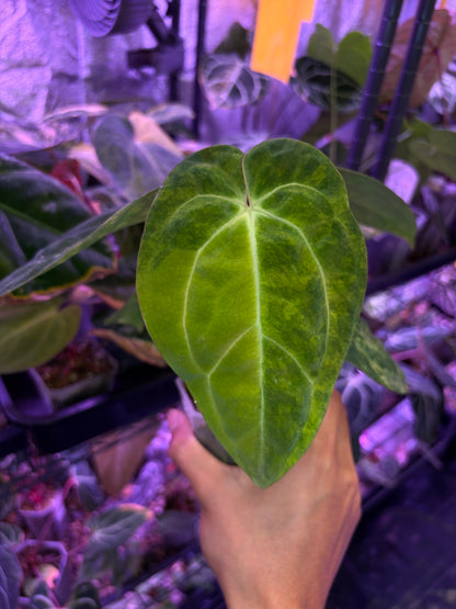 Anthurium papillilaminum var. × carlablackiae