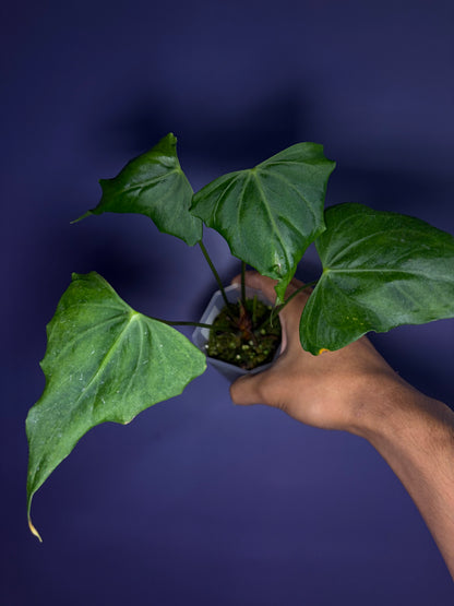 Anthurium clarinervium - mutated