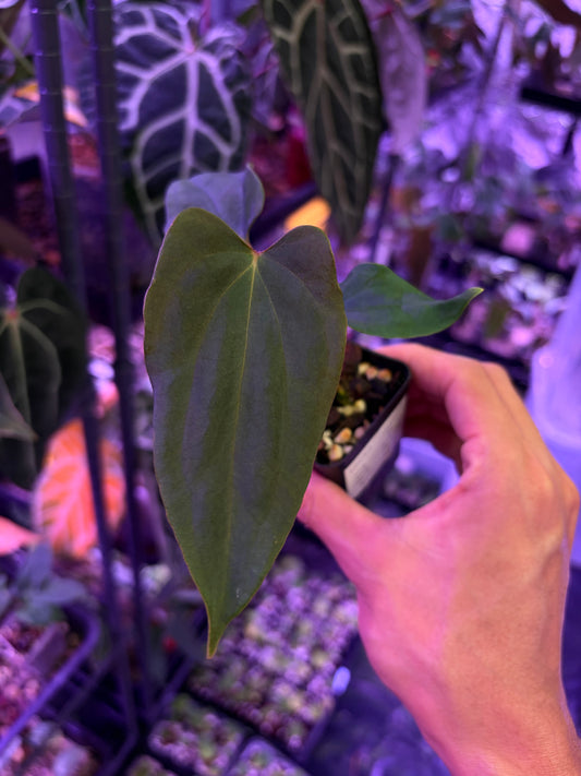 Anthurium BVEP (OG1 × RA1)