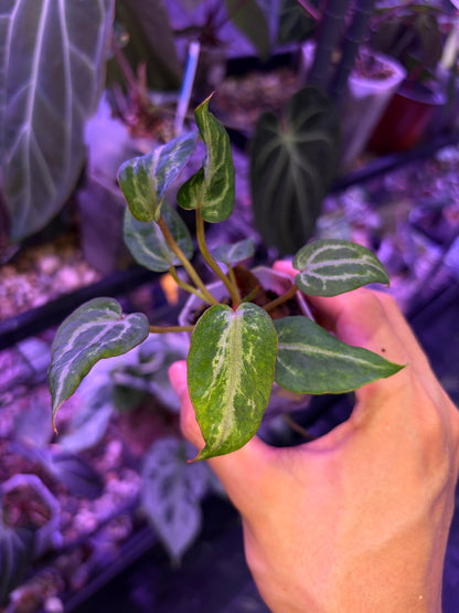 Anthurium Red Crystallinum ‘mutated’