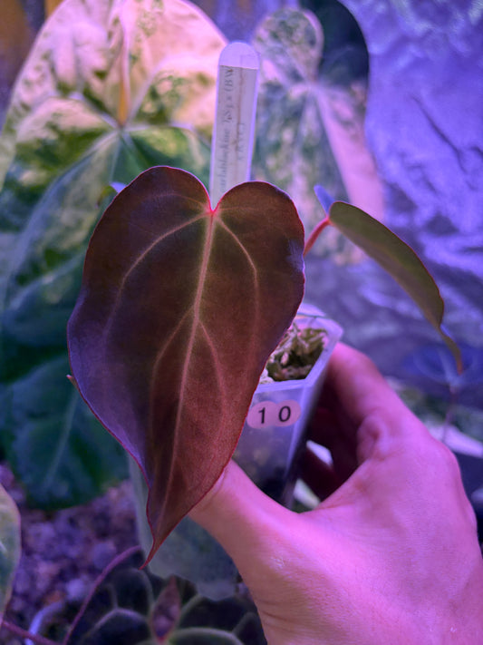 Carlablackiae TS3 x (Black widow x Red velvet cake)