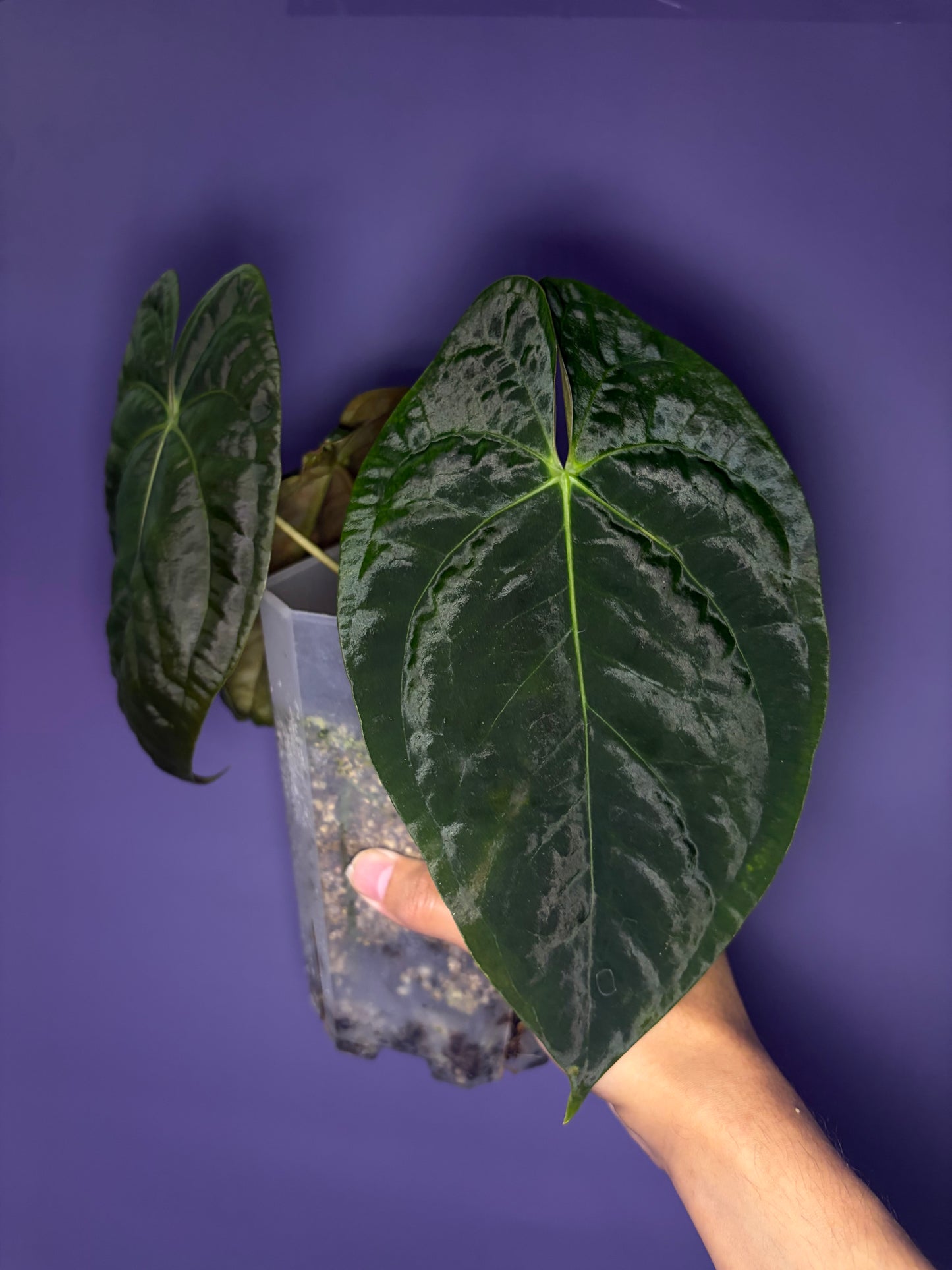 Anthurium papillilaminum RA4 - clone