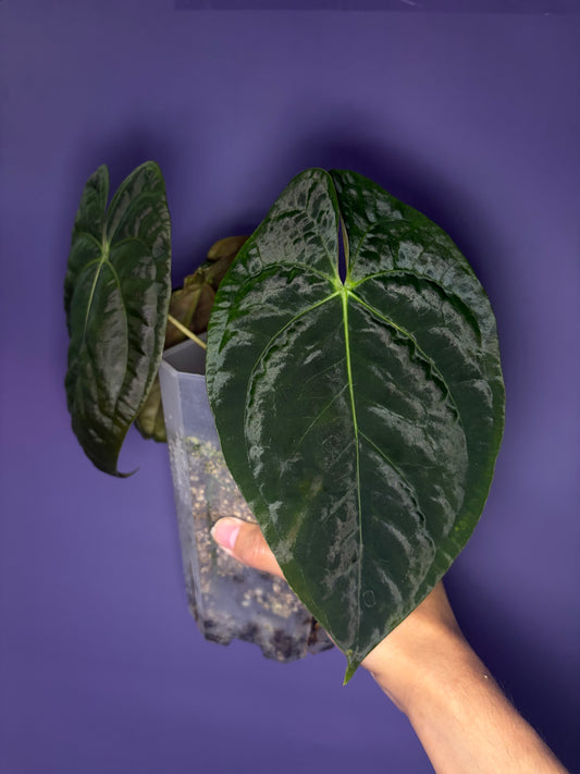 Anthurium papillilaminum RA4 - clone