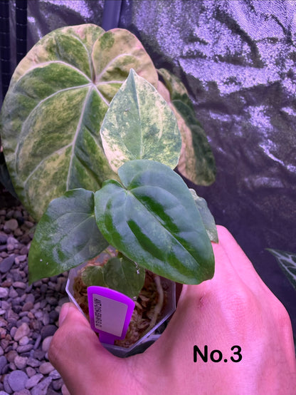 Anthurium papillilaminum var. × ‘Midnight velvet ’