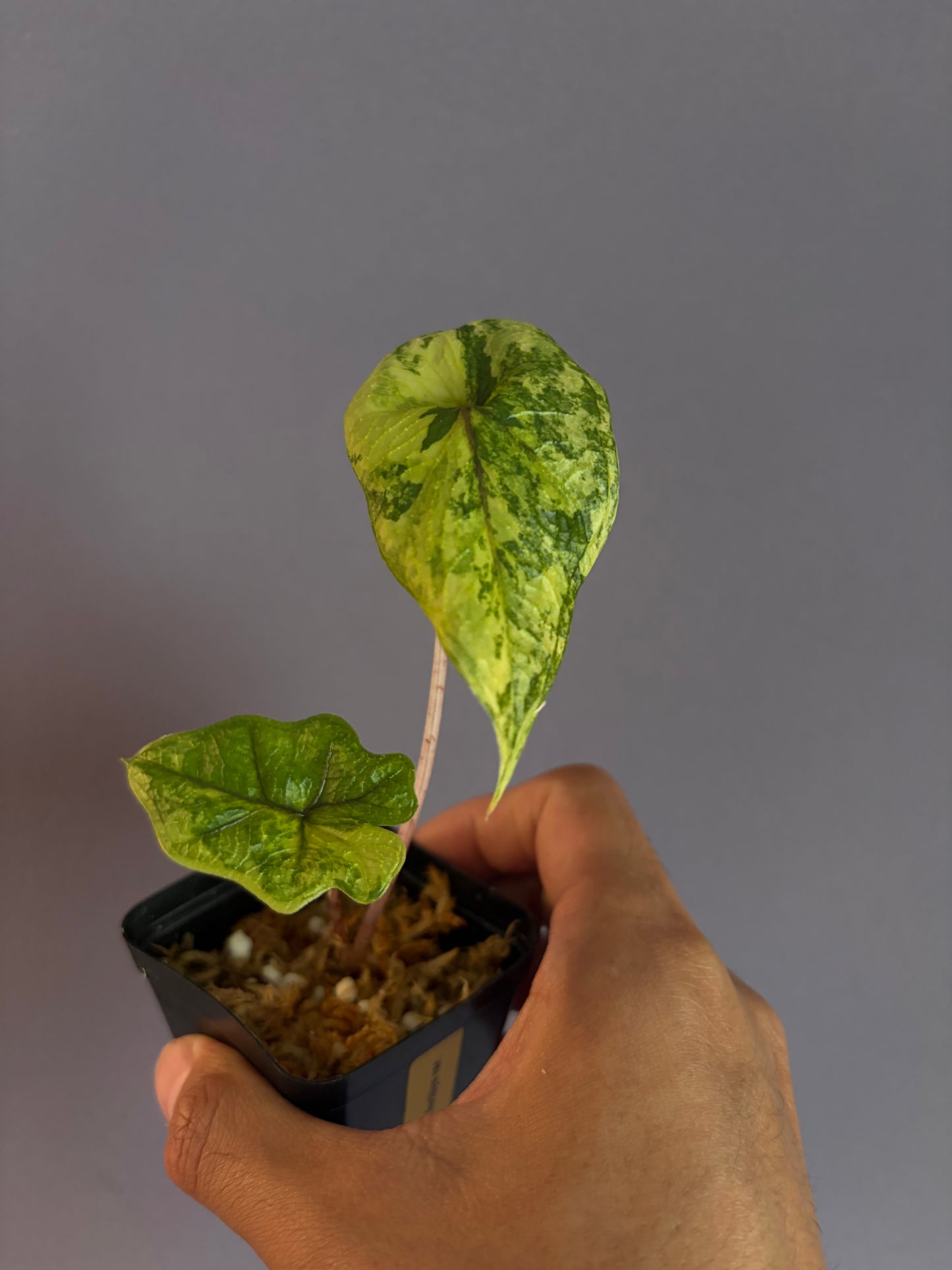 Alocasia Jacklyn variegata